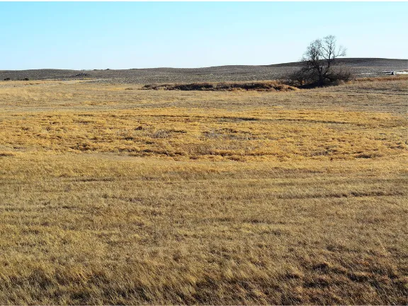 A dry, yellow-brown pasture