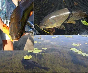 110 Years in Bigmouth Buffalo Fish