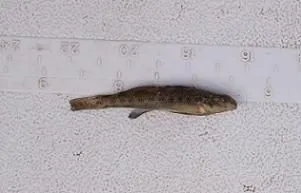 E. nigrum taken from Lake Ida, MN, Spring 2005