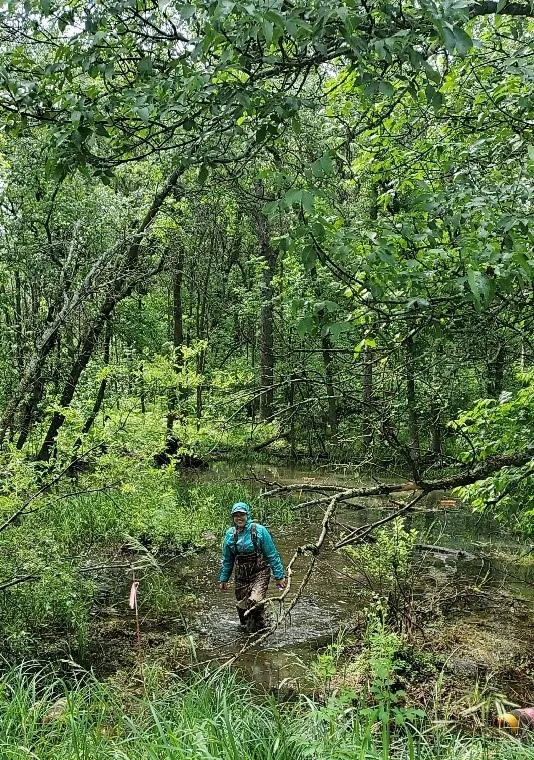 Field technician, Hanna Karevold, wading through Jay V. Wessels WMA.