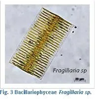 Figure 3. Bacillariophycease Fragillaria sp.