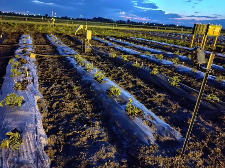 Figure 3. Research plots after installing watermark sensors, soil temperature sensors in 2020