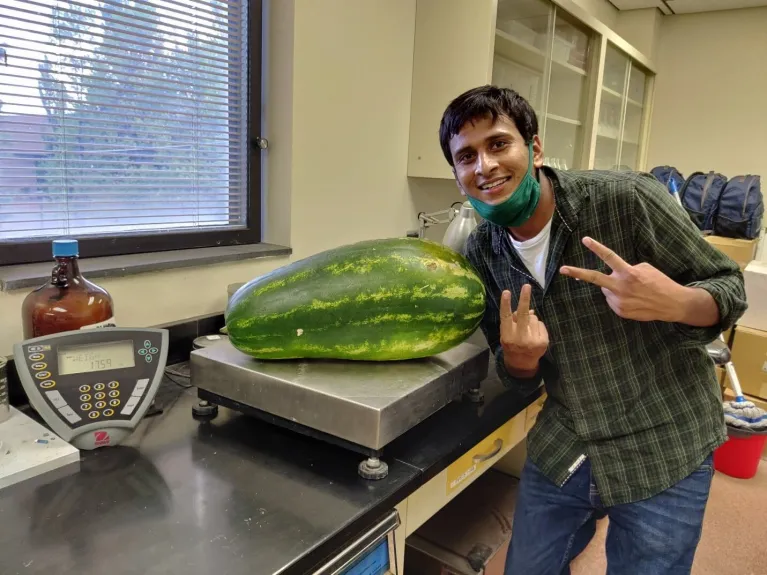 Figure 5. 20 inches watermelon grown in our research plot.