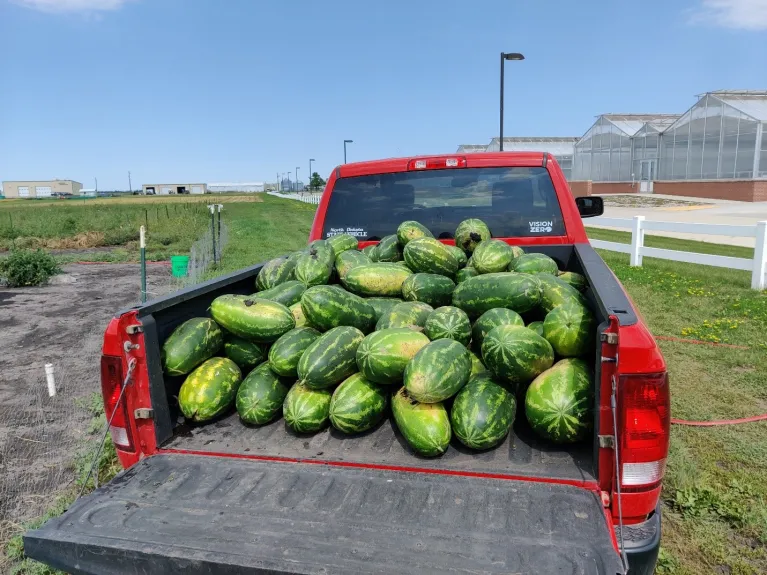Figure 7. Watermelon yield obtained from the research plots