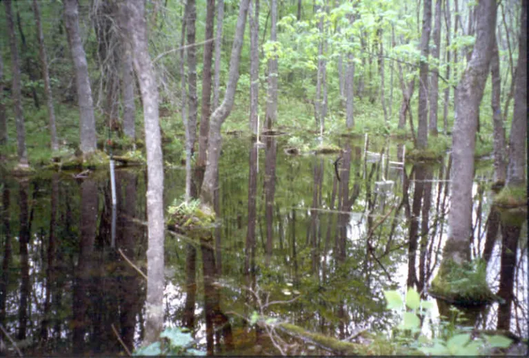 A Northern forested wetland study site.