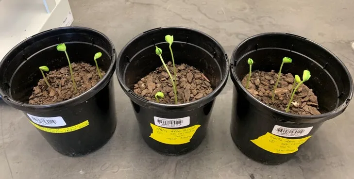 Soybean when it started growing