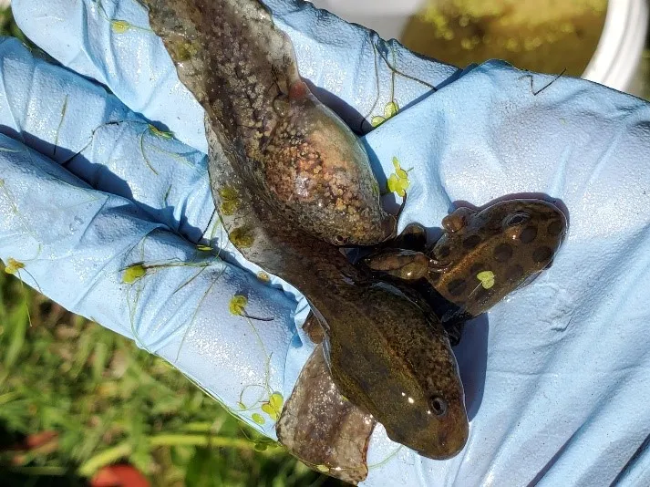 Three different Gosner stage Northern Leopard frog tadpoles.