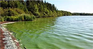 Blue green algae