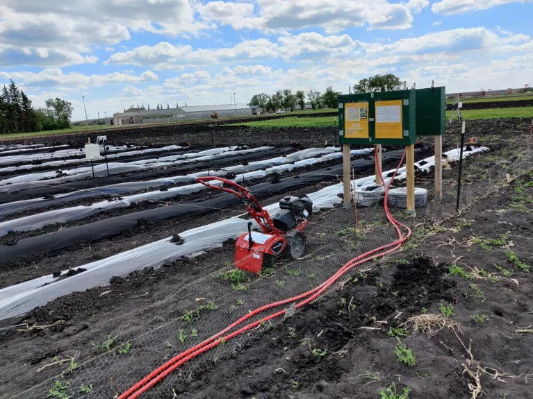 Figure 1. Research plots after installing mulches and control board in 2020